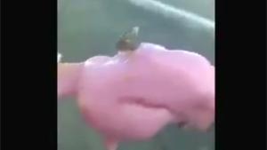 Gross Surpise In Ice Cream