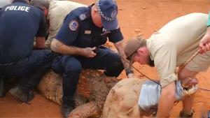 Australian Police Help Catch Crocodile