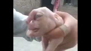 Piggy Born With Penis On Head
