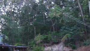 Tree Falls Down On Shed