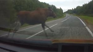 Moose Breaks Mirror