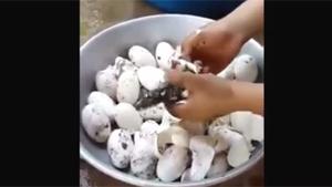 Hatching Crocodile Eggs