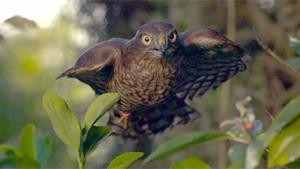 Sparrowhawk Catching Garden Birds