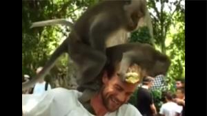 Shameless Monkeys Shagging On Tourist