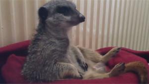 Sleepy Meerkat