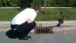 Rescuing Ducklings From Drain