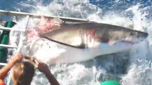 Great White Shark Enters Swimmers Cage