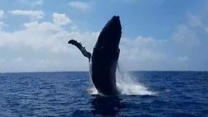 Whale Says Hi!