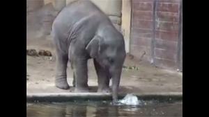 Baby Elephant Blowing Bubbles