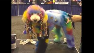 Colorful Dog Show