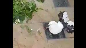 Dove Brings Grilfriend A Flower