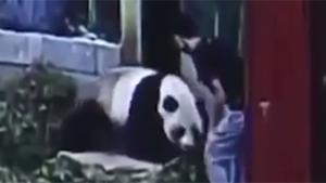 Man Fights Panda Bear