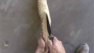 Skinning A Rattlesnake