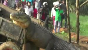 Huge Crocodile Set Free