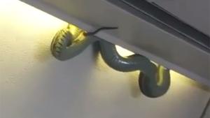Snake On A Plane