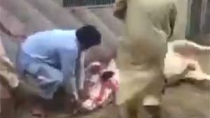 Butcher Knocked Out By Cow