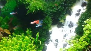 Waterfall In Aquarium