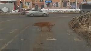 Dog Understands Traffic Rules