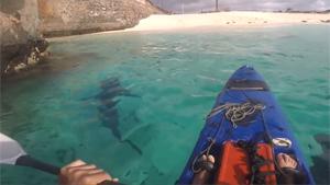 Kayaking With Sharks