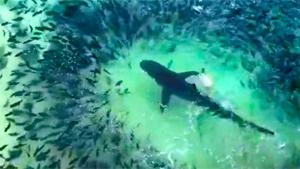 Shark Eating Tuna