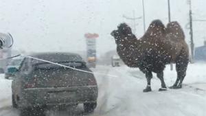 Camel Causes Crash