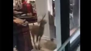 Deer Jumping Through Window