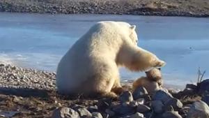 Polar Bear Petting Dog