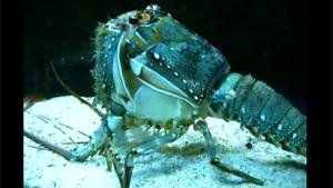 Lobster Shedding Shell