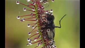 Carnivorous Plant Vs Fly
