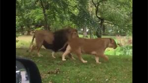 Little Kid Doesn't Like Lions
