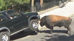 Bull Takes Car On Horns