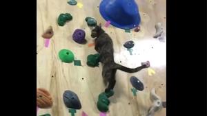 Cat Owns Climb Wall