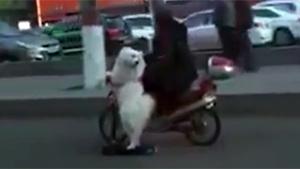 Riding The Dog In China