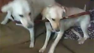 Dogs Fighting Over Penis