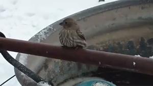 Iced Up Sparrow Gets To Live Another Day