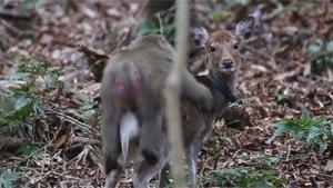 Makak Raping Baby Deer