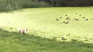 Dog Learns Difference Between Grass And Duckweed