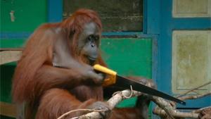 Orangutan Sawing