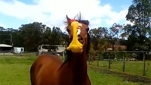 Horse Has Fun With Squawkin Chicken