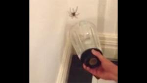 Total Panic For Spider