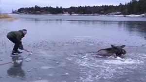 Rescuing A Moose From Freezing Death