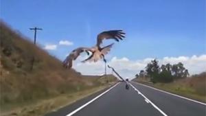 Hawk Drops A Present On Windscreen