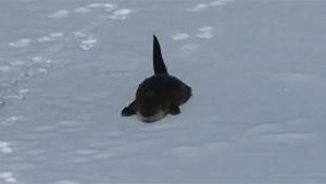 Otter Playing In The Snow