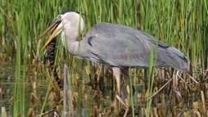 Blue Heron Eating Baby Alligator