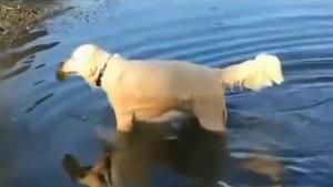 Dog Fishing With Only Bread