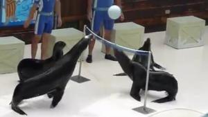 Volley Ball With Amazing Sea Lions