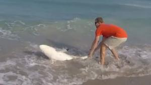 Rescuing Beached Shark