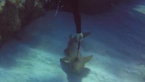 Shark Relieved Of Bad Headache