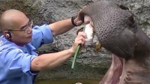 Teeth Brushing Time For Hippo