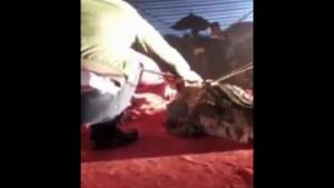 Crocodile Bites Asian Performer In Head